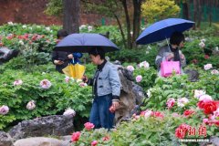 浙江舟山沈院牡丹花开